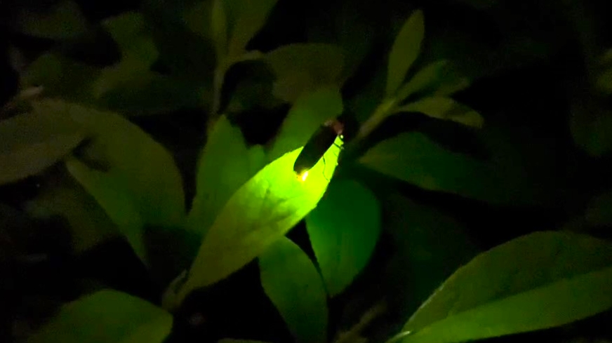 石川県金沢のホタルの観賞時期・時間帯・おすすめスポット2022　蛍（ホタル）の発光とは